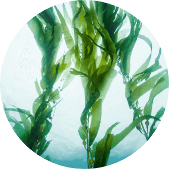 Ocean & Seaweed