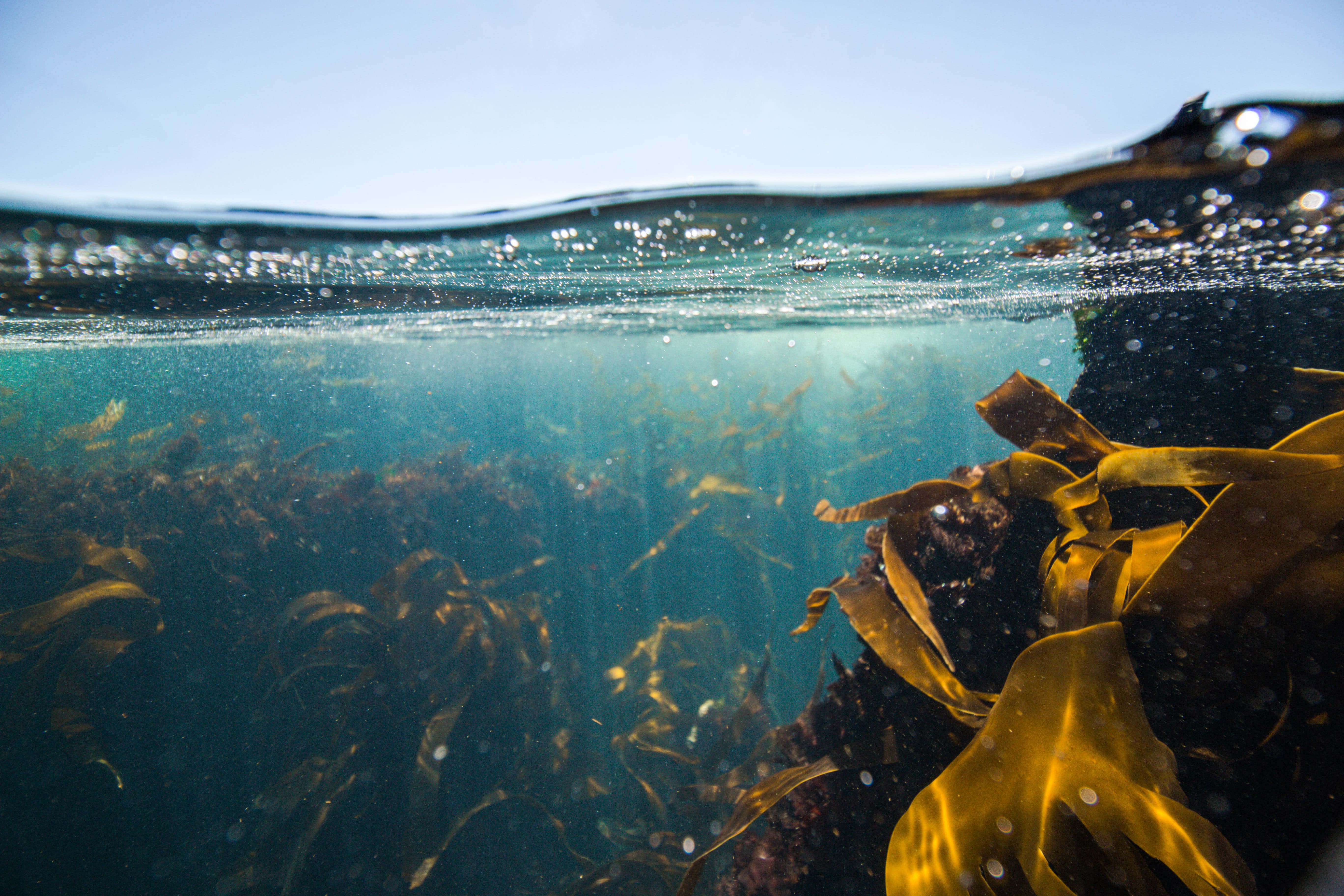 Remarkable Health Benefits of Ocean Seaweed