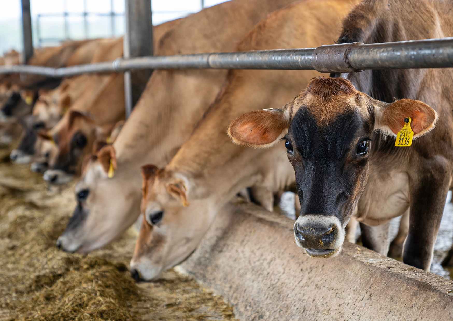 Eco-Friendly Hamburgers? How Seaweed-Fed Cattle Could Reduce Emissions