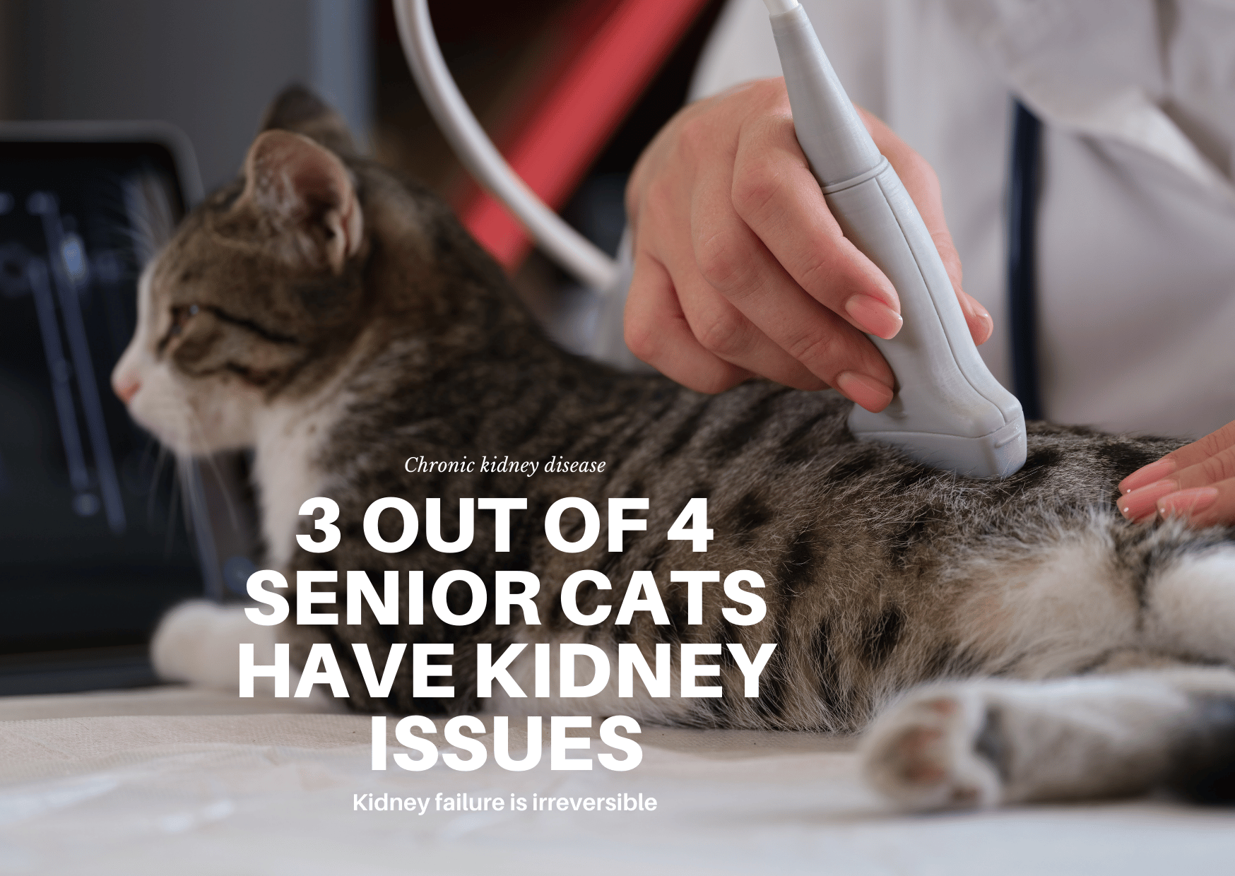 3 Out of 4 Senior Cats Have Kidney Issues...Kidney failure is irreversible