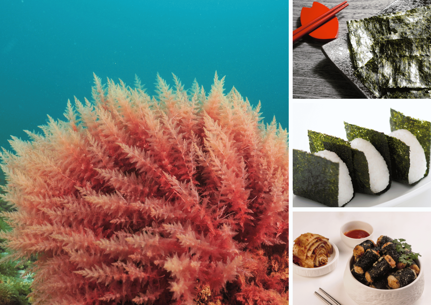 Exploring the Global Potential of Japanese Algae: Nutrition, Health, and Market Applications