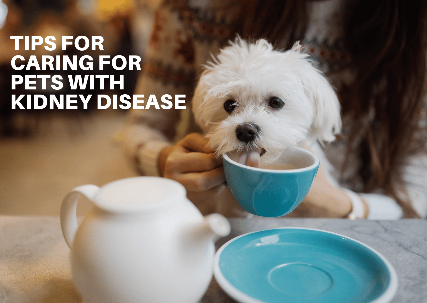 Tips for Caring for Pets with Kidney Disease!? Let Dr. Sheng-Hua Chung Explain!