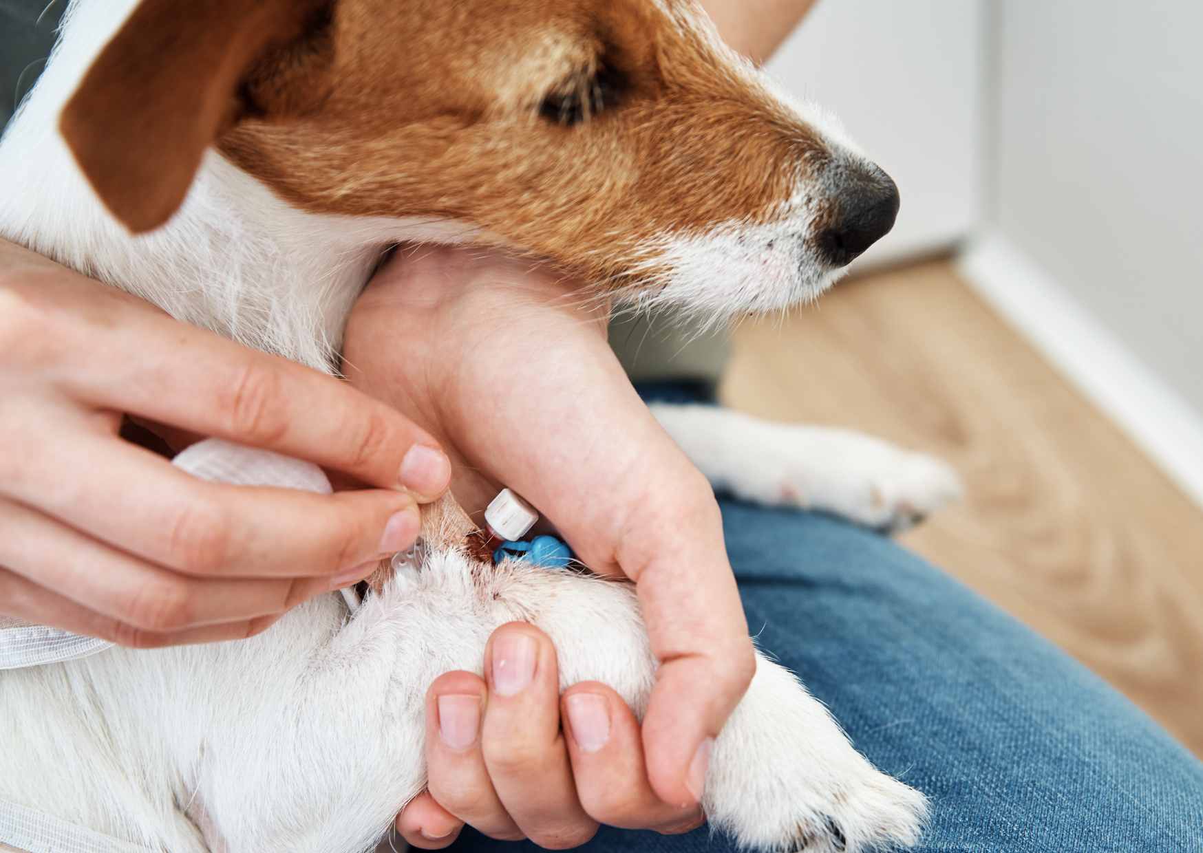 Understand pet’s joint problems. The causes are not just aging.