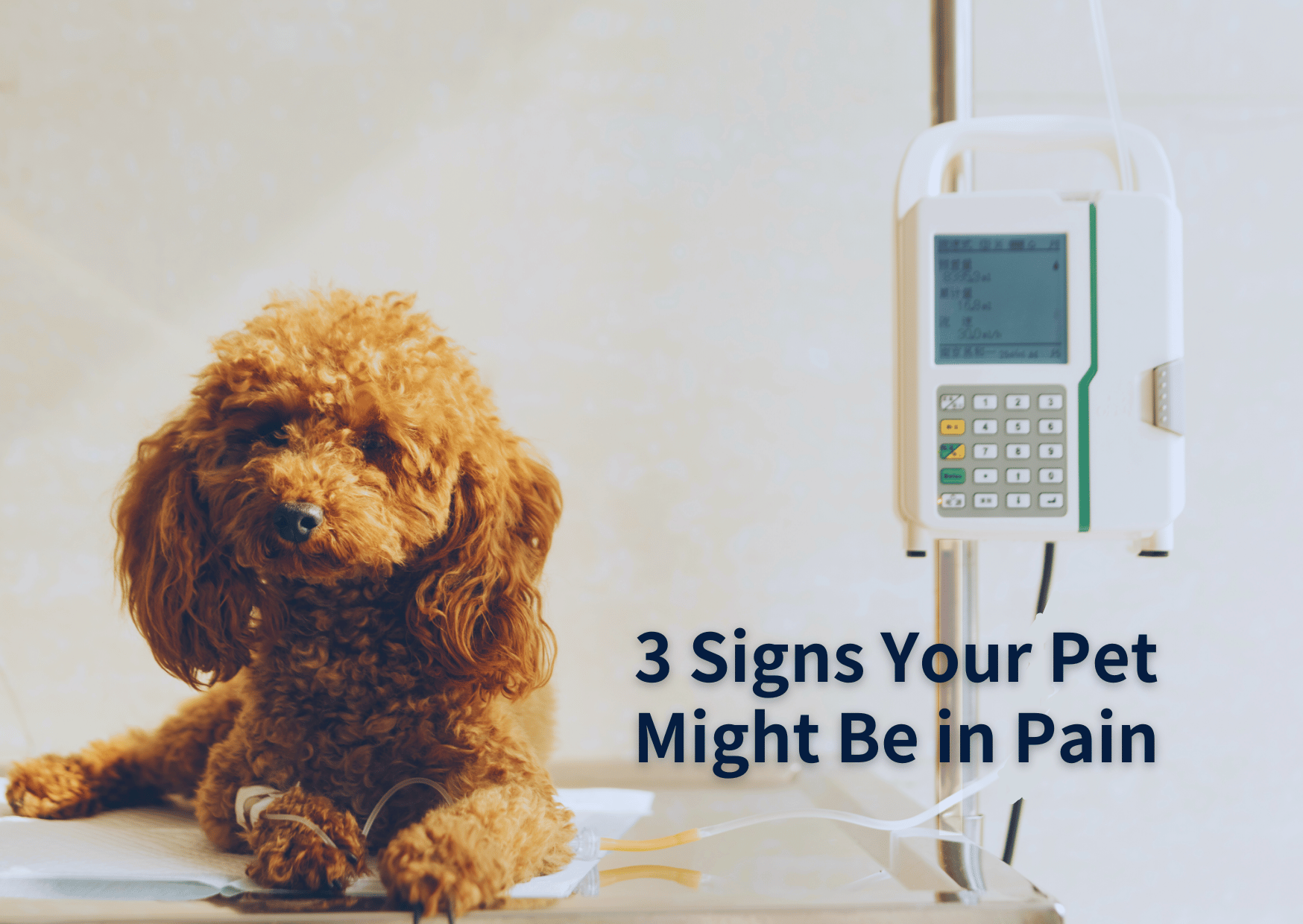 3 Signs Your Pet Might Be in Pain