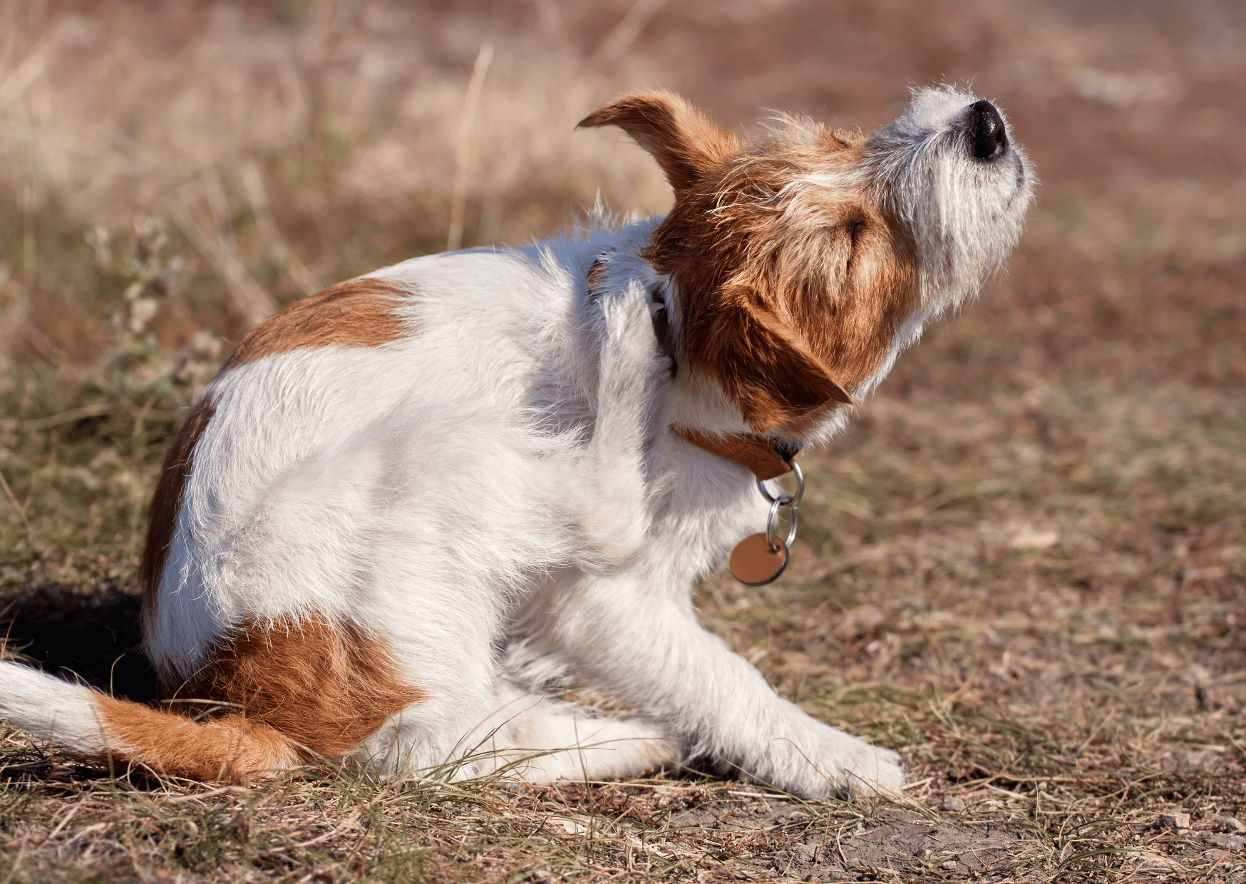 Why Does My Dog Keep Scratching? Dr. Chen Yilun Offers Tips for Daily Skin Care for Your Furry Friend!